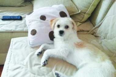 OBJAVLJUJEMO VAŠU FOTO-PRIČU: Šaljite slike svojih ljubimaca