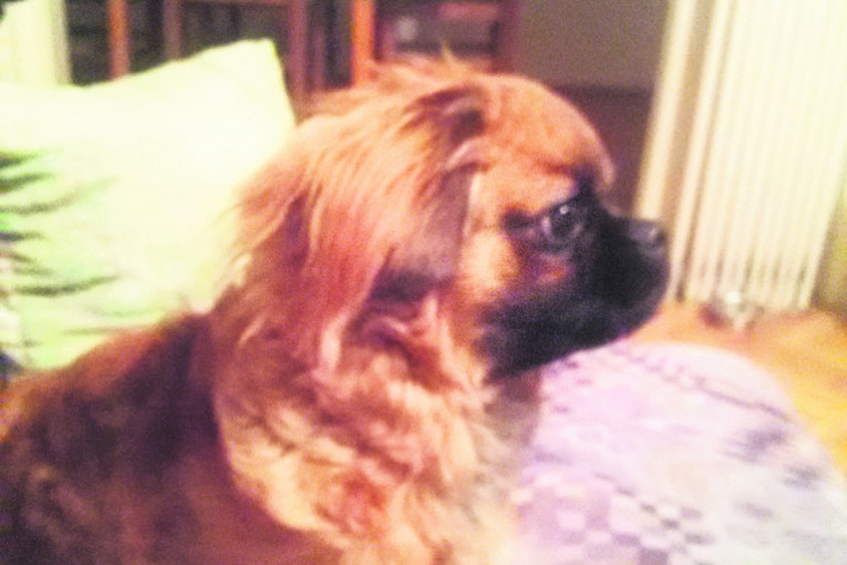 Luna, pekinezer, 1 godina