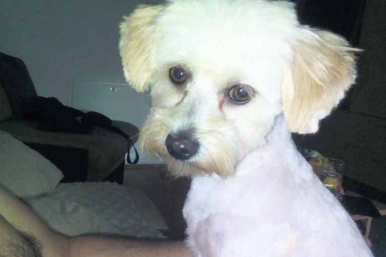 Naša Holi, udomili smo je ove godine, ona je najveseliji i najlepši pas na svetu