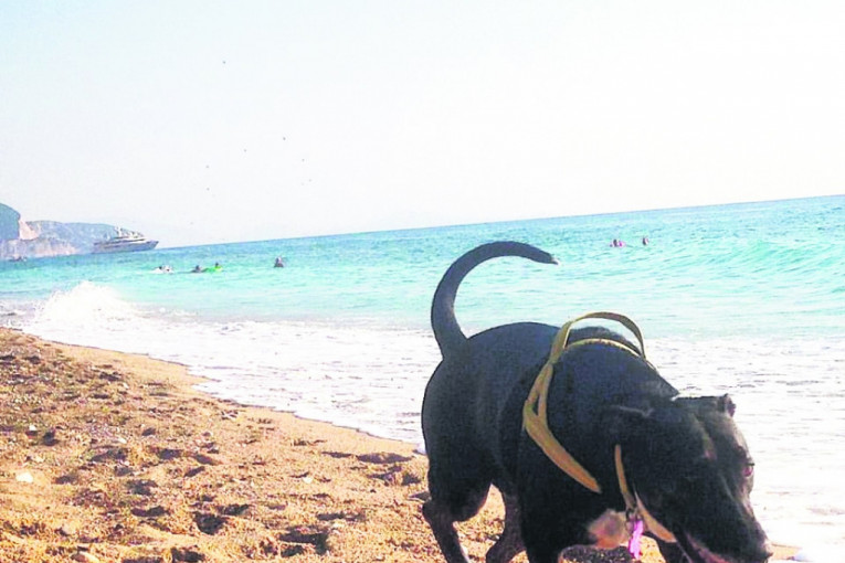 Ja sam Leda, imam 17 meseci, volim da se šetam pored morske obale