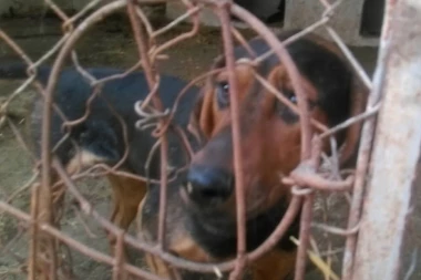 MINIRAJU RUSE PRED POČETAK PRVENSTVA: Optužuju ih za masovno ubijanje pasa lutalica