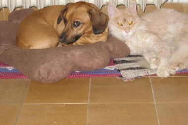 ČUDA SU MOGUĆA AKO VERUJETE U NJIH: Toni ponovo želi da živi