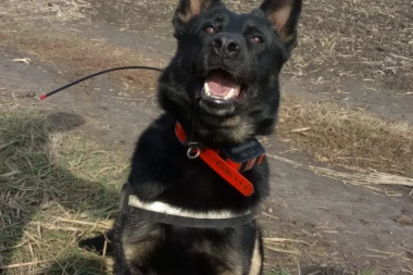 FALKO I KARLO: Psi u potrazi za ilegalno ubijenim divljim pticama