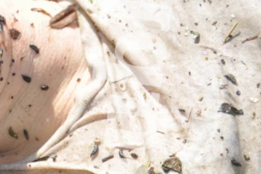 (FOTO) JELENA MARJANOVIĆ UBIJENA IZ 3. POKUŠAJA: Jurio je nožem i kasapio dok nije pala!