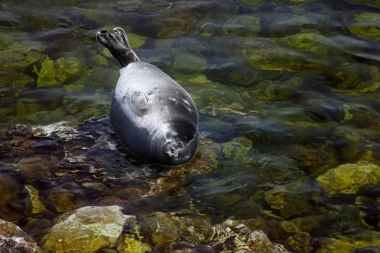 STRAHOTA! Masovno uginuće foka u Rusiji