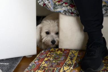 Dobro razmislite: Da li ste zaista spremni za psa?