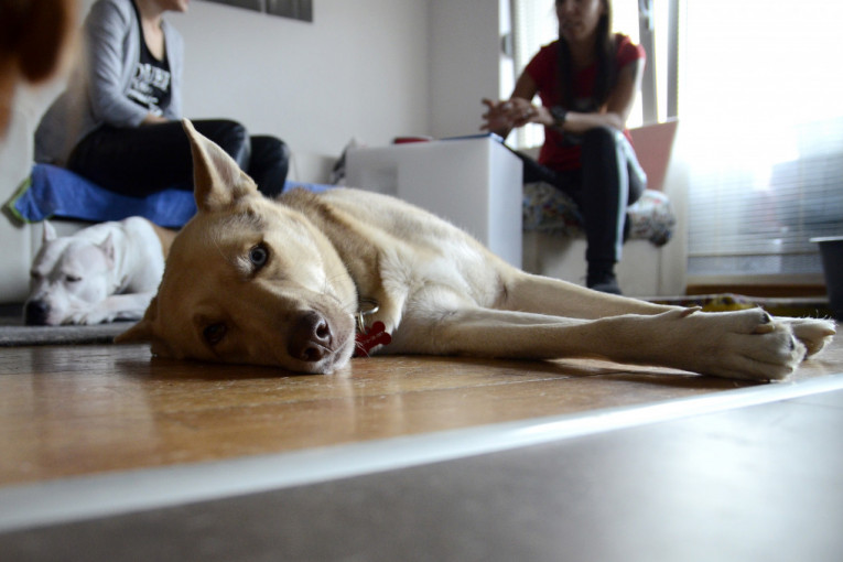 Vučko je pametan i prelep dečko, pun strpljenja za ostale ukućane