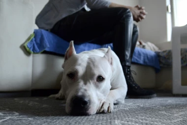 ŠVEDSKA DEMOKRATIJA: Kukastim krstom na pse i migrante!