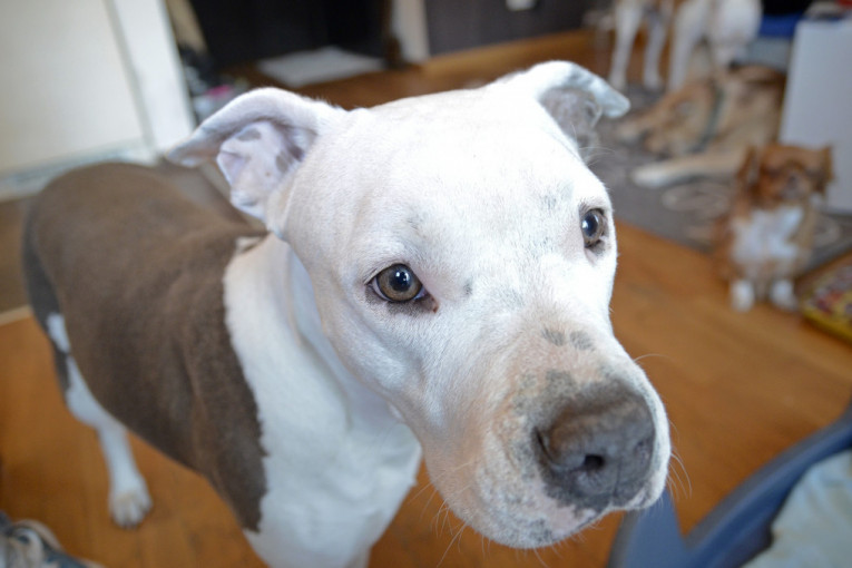 Mariji se ispunila želja i najzad ima plavog staforda