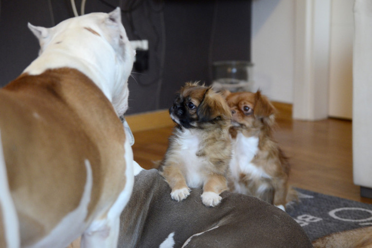 Dok Bagira drema Beba obožava da joj se bukvalo "nakači na vrat"