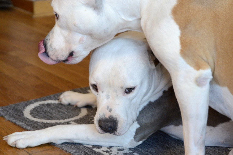 Stela i Bagira posle igre, skakanja i ostalih vragolija po kući