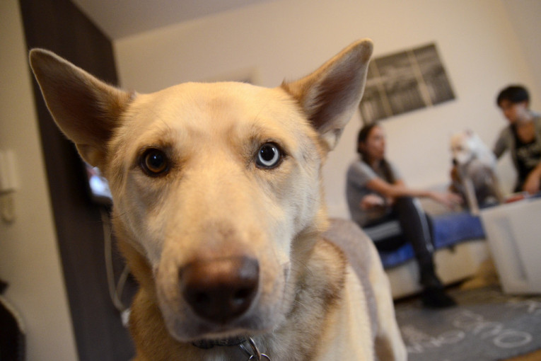 Vučko je na kraju naučio da pozira tokom fotkanja