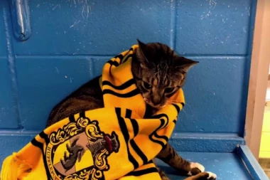 UDOMITE HARI POTERA: Psi i mačke iz Grifindora i Sliterina traže dom