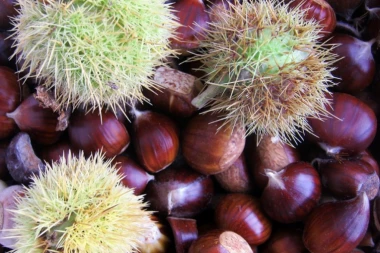 LEKOVITO ORAŠASTO VOĆE: Kesten - Spas za bolne vene i reumu