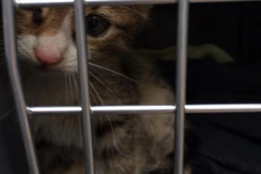 MALA MACA BEBA TRAŽI NOVI DOM: Preslatka sam, umiljata i obožavaćete me!