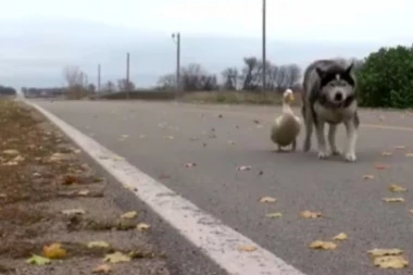 (VIDEO) Kako su pas i patka postali nerazdvojni prijatelji