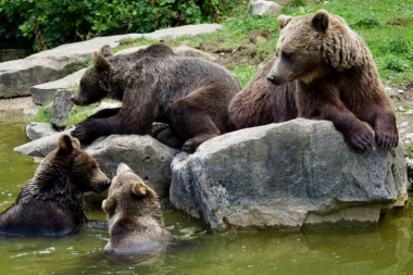 (VIDEO) Reakcija spašenog mede nateraće vam suze na oči: Dok su besneli požari u Rusiji, on se ovako zahvalio ljudima na pomoći