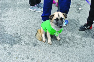 EVO DA LI JE VAŠEM PSU POTREBNA ZIMSKA GARDEROBA