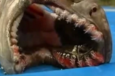 MORSKA NEMAN koja podseća na DINOSAURUSE!