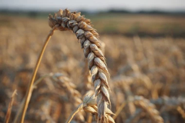 Srbima u selu Novake ukradeno dve tone pšenice