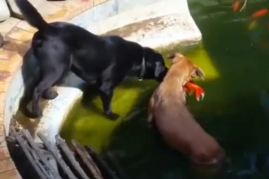 (VIDEO) PAS UHVATIO RIBU ZA SEKUND!