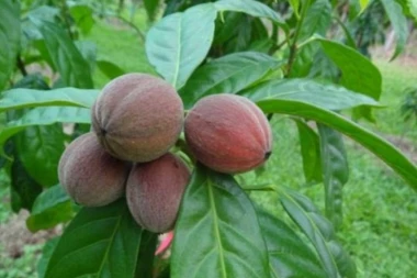 VELIKO OTKRIĆE: Voćka koja ubija 70 odsto ćelija raka