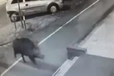 (VIDEO) VEPAR GALOPIRA NOVIM SADOM