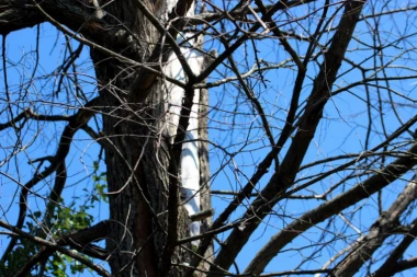 SKANDAL NA KOPAONIKU: Šumu krali oni koji treba da je čuvaju