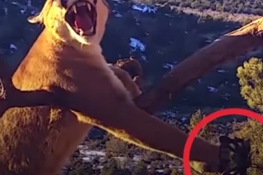 (VIDEO) DRAMATIČAN SNIMAK: Rizikovali da ih sažvaće puma, samo da bi NJU SPASLI!