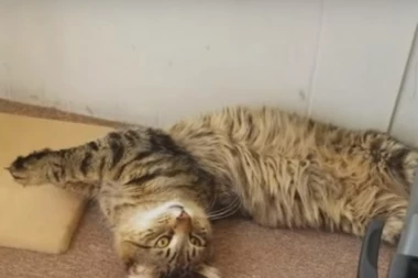 HIT: Mačke se naduvale, pa zaspale k'o klade (VIDEO)