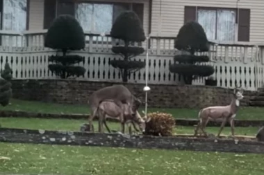 (VIDEO) Napaljeni jelen uzaludno pokušavao da zaskoči dve srne, a onda se gadno razočarao