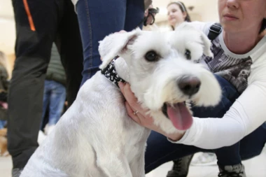 Ljudi više vole svoje pse od prijatelja