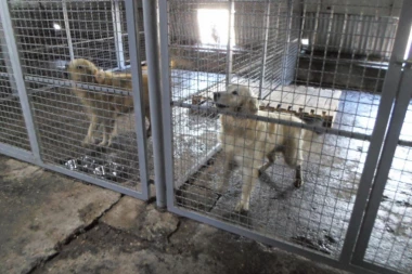 HUMANA POSLA U SRPSKOM ZATVORU: Zatvorenici vode azil za nezbrinute pse