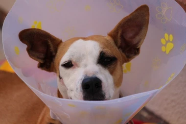 VLASNIK OPASAN PO PSA: Ne nosite žiivotinje u rukama!