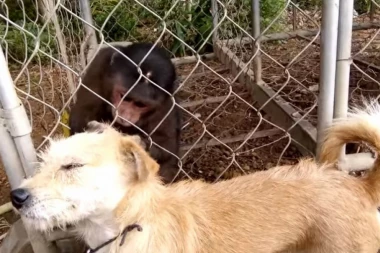 (VIDEO) OVAKO MAJMUN TREBI BUVE KUCI!