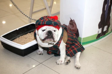 PRIJAVITE SVOG LJUBIMCA: Deda Mraz bira 12 krznenih pomoćnika