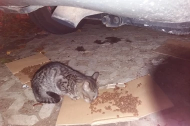 UDOMIMO MACE: DOLAZI ZIMA, TREBA IM TOPAO DOM!