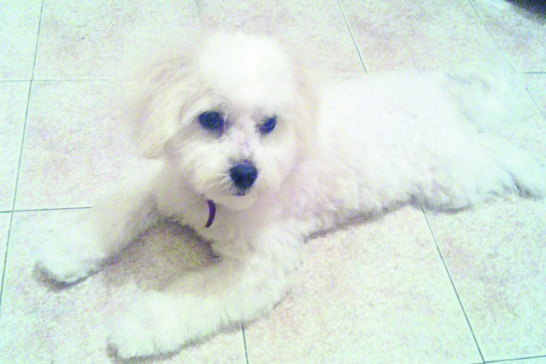 Ja sam Joy i živim u Beogradu