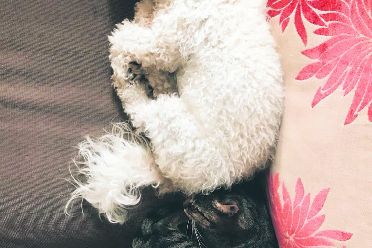 Bella i Kuki obožavaju da spavaju jedno uz drugog, naročito kad pada kiša