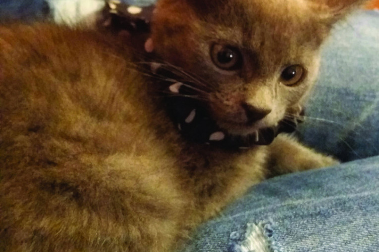 Todor ima samo tri meseca i mnogo voli da ručka