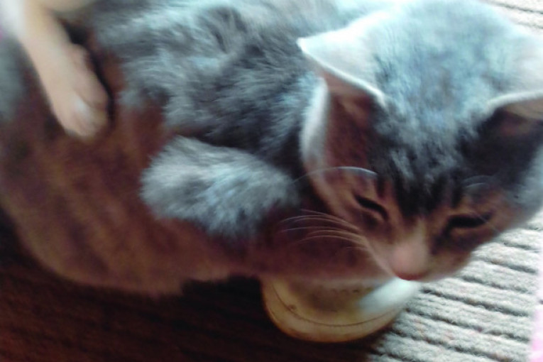 Mikan i Milica. Velika ljubav se pokazuje u svakoj prilici