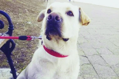 OBJAVLJUJEMO VAŠU FOTO-PRIČU: Šaljite slike svojih ljubimaca