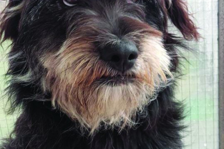 Ovo je Čupka. Najviše voli da se uvuče u kuću i da iznosi papuče iz nje