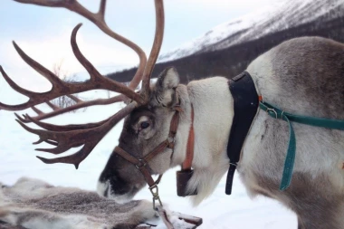TUŽNA SLIKA PRED NOVOGODIŠNJU NOĆ: Ubijeno 17 irvasa!