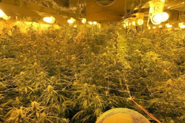 RASTURALI MARIHUANU PO EVROPI: MUP uhapsio petoricu dilera