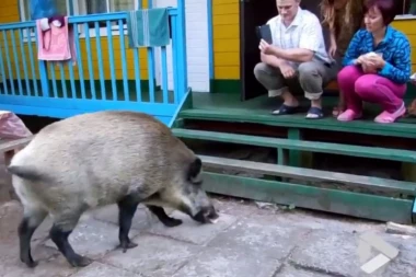 (VIDEO) Preslatka divlja svinja se ponaša KAO PAS!