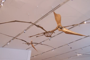 EVO NAMA PRAVOG PARKA IZ DOBA JURE! Pronađeno 215 jaja pterosaurusa