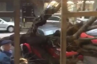 (VIDEO) UMALO TRAGEDIJA Drvo palo na automobil na Vračaru