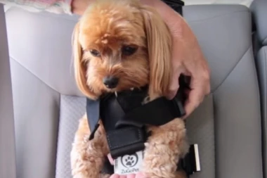 OTKRIVENO: Evo zašto morate da vežete psa u kolima