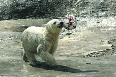 Spektakl na otvaranju Mundijala: MEČKA IZVODI POČETNI UDARAC NA MUNDIJALU!